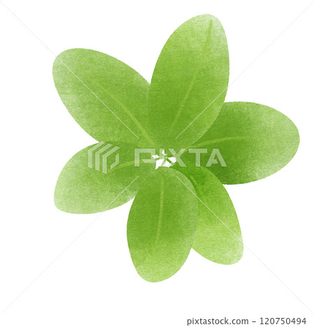 green leaves  120750494