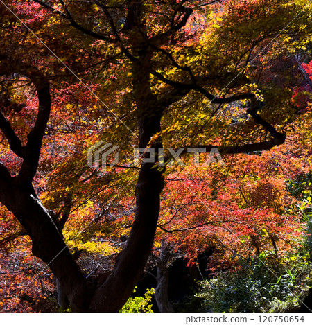 November 2024 Autumn leaves at Mt. Kureha November 2024 Autumn leaves at Mt. Kureha 120750654