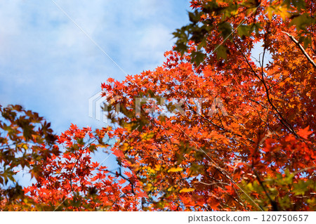 November 2024 Autumn leaves at Mt. Kureha 120750657