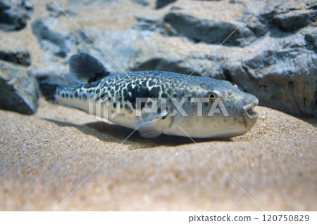 Tiger pufferfish taking a break 120750829