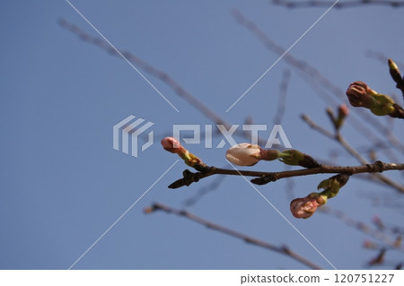 梅花，花，紅梅，早春，春天 120751227