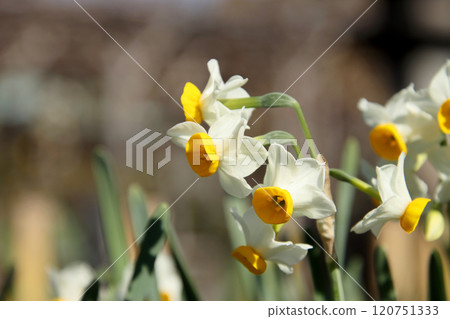 冬天盛開的水仙花的白色花朵 120751333