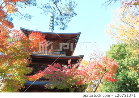 Gotokuji Temple in autumn 120751371