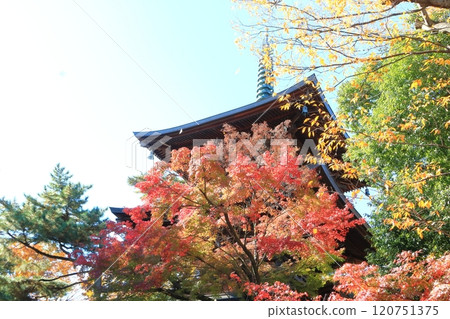 Gotokuji Temple in autumn 120751375