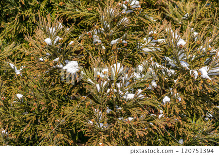 一月寒冷的早晨～雪松樹上的雪～ 120751394