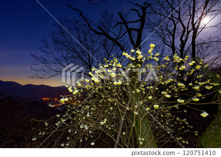A view of the Mitsumata colony on Mt. Mitsuba in Tanzawa and Lake Tanzawa at dawn 120751410