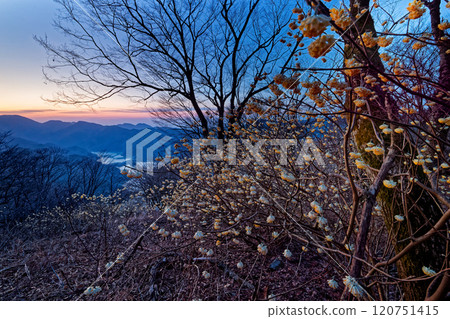 A view of the Mitsumata colony on Mt. Mitsuba in Tanzawa and Lake Tanzawa at dawn 120751415