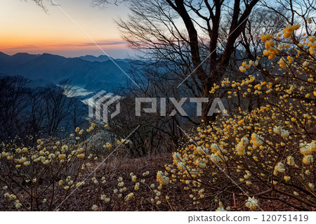 A view of the Mitsumata colony on Mt. Mitsuba in Tanzawa and Lake Tanzawa at dawn 120751419
