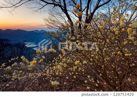 黎明時丹澤和三葉山三俁社區和丹澤湖的景色 120751420