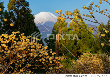 Early morning Mitsumata colonies on Mt. Mitsuba in Tanzawa and Mt. Fuji Early morning Mitsumata colonies on Mt. Mitsuba in Tanzawa and Mt. Fuji 120751433