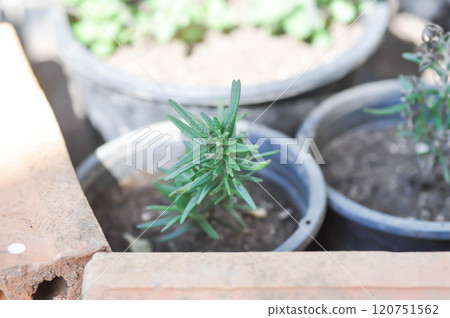 rosemary plant , Salvia rosmarinus Spenn or Rosmarinus officinalis  L or Lamiaceae 120751562