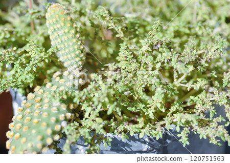 Opuntia microdasys or Bunny Ear Cactus ,  Opuntia or cactus 120751563