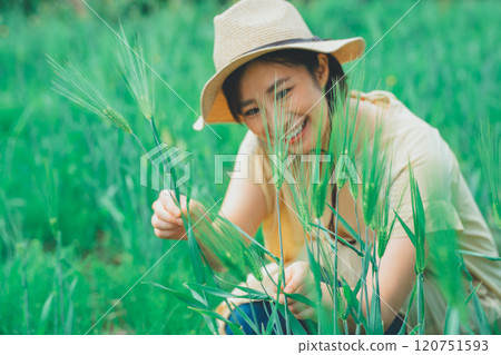 Picking wheat 120751593