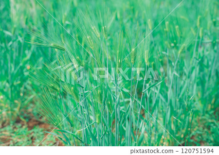 Barley 120751594