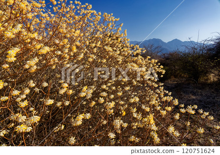 Mitsumata colonies on the ridgeline of Asase Gongen in Nishitanzawa and the mountain range in the direction of Hinokihoramaru Mitsumata colonies on the ridgeline of Asase Gongen in Nishitanzawa and the mountain range in the direction of Hinokihoramaru 120751624
