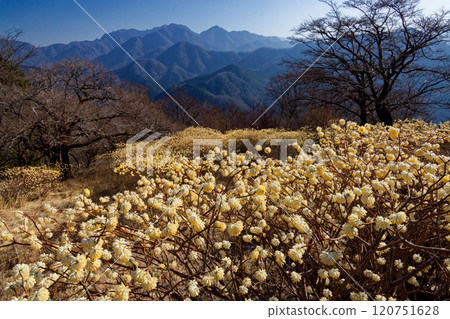 Mitsumata colonies on the ridgeline of Asase Gongen in Nishitanzawa and the mountain range in the direction of Hinokihoramaru Mitsumata colonies on the ridgeline of Asase Gongen in Nishitanzawa and the mountain range in the direction of Hinokihoramaru 120751628