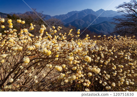 Mitsumata colonies on the ridgeline of Asase Gongen in Nishitanzawa and the mountain range in the direction of Hinokihoramaru 120751630
