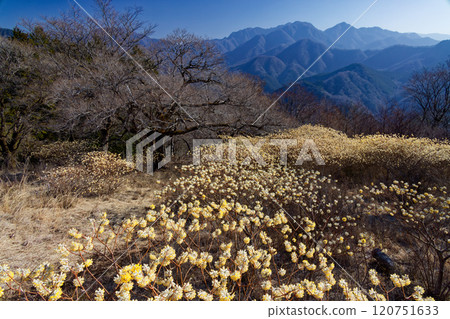 Mitsumata colonies on the ridgeline of Asase Gongen in Nishitanzawa and the mountain range in the direction of Hinokihoramaru 120751633