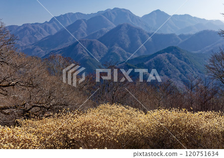Mitsumata colonies on the ridgeline of Asase Gongen in Nishitanzawa and the mountain range in the direction of Hinokihoramaru 120751634
