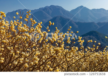 Mitsumata colonies on the ridgeline of Asase Gongen in Nishitanzawa and the mountain range in the direction of Hinokihoramaru 120751638