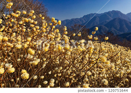 Mitsumata colonies on the ridgeline of Asase Gongen in Nishitanzawa and the mountain range in the direction of Hinokihoramaru 120751644