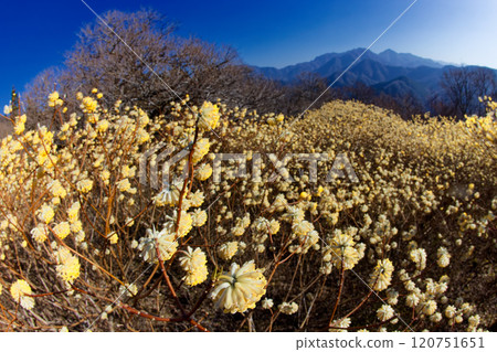 西丹澤/朝古權現山脊線的三俁社區以及檜木洞丸方向的山脈 西丹澤/朝古權現山脊線的三俁社區以及檜木洞丸方向的山脈 120751651
