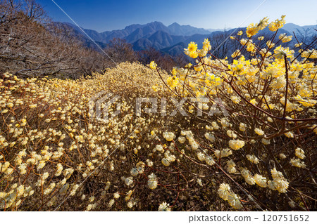 Mitsumata colonies on the ridgeline of Asase Gongen in Nishitanzawa and the mountain range in the direction of Hinokihoramaru 120751652