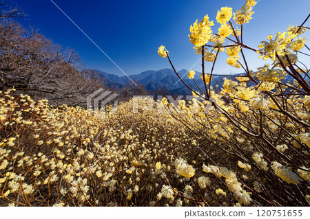 西丹澤/朝古權現山脊線的三俁社區以及檜木洞丸方向的山脈 西丹澤/朝古權現山脊線的三俁社區以及檜木洞丸方向的山脈 120751655