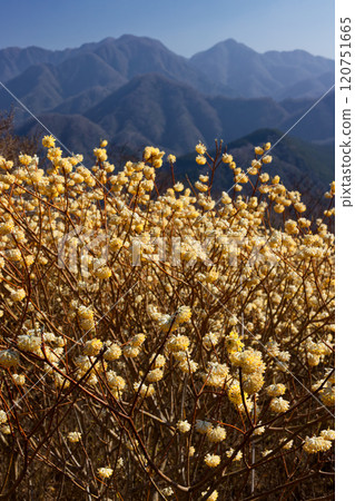 Mitsumata colonies on the ridgeline of Asase Gongen in Nishitanzawa and the mountain range in the direction of Hinokihoramaru 120751665