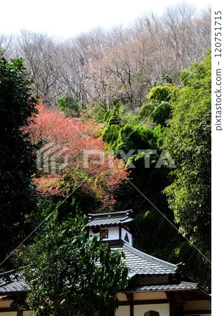Kannonji Temple surrounded by greenery [Tsukui, Sagamihara City, April] 120751715