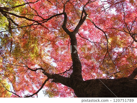 石橋文化館紅葉 石橋文化館紅葉 120751789
