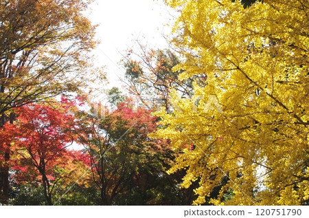 石橋文化館紅葉 石橋文化館紅葉 120751790