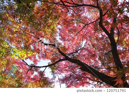 石橋文化館紅葉 石橋文化館紅葉 120751791