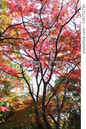石橋文化館紅葉 石橋文化館紅葉 120751792
