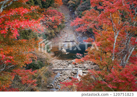 Autumn leaves and Awamata waterfall 120751823