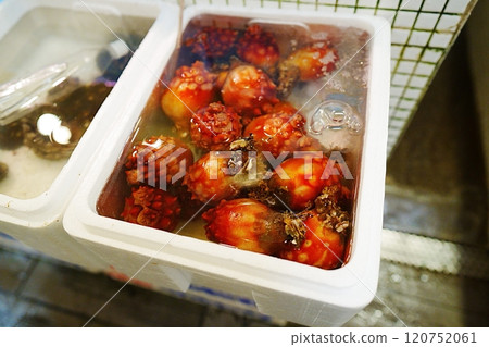 Fresh sea squirts for sale at a market in Hakodate Fresh sea squirts for sale at a market in Hakodate 120752061