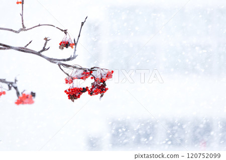 雪地裡發現羅文 雪地裡發現羅文 120752099
