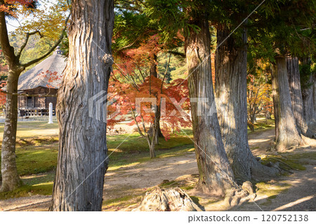 岩手縣毛越寺的秋天,特別的景點、杉樹和淨行堂 岩手縣毛越寺的秋天,特別的景點、杉樹和淨行堂 120752138
