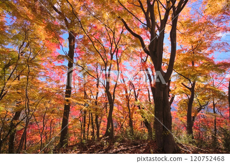 Autumn foliage at Tsukigoyama and Mt. Goyama in Okukuji 120752468
