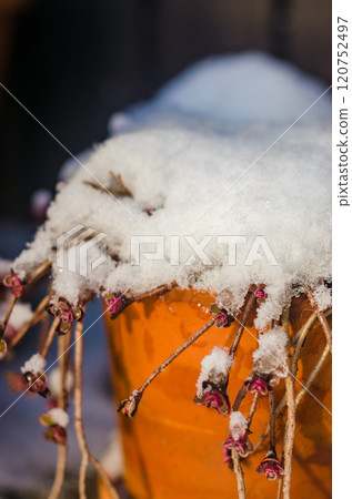 Snow-Covered Flower Pot with Wilted Plants in Winter Garden Close-Up. High quality photo Snow-Covered Flower Pot with Wilted Plants in Winter Garden Close-Up. High quality photo 120752497