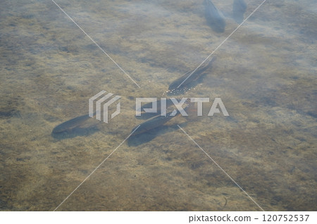 Fish swimming in the water of the lake, closeup of photo Fish swimming in the water of the lake, closeup of photo 120752537