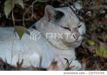 貓隱藏在灌木叢中 貓隱藏在灌木叢中 120752548