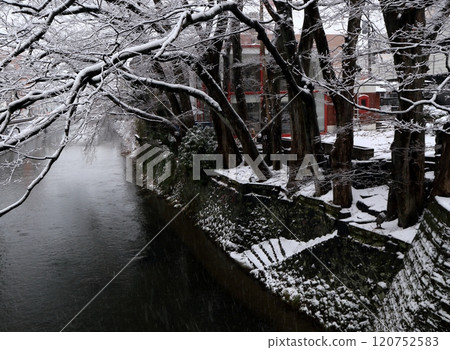 白雪覆蓋的河邊石牆和高大的櫸樹 白雪覆蓋的河邊石牆和高大的櫸樹 120752583