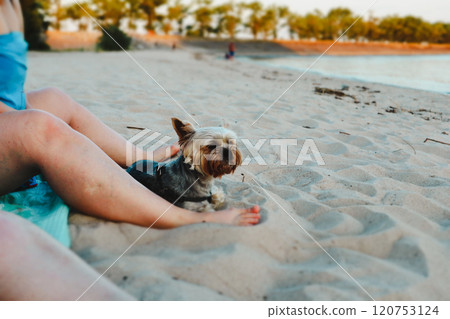 A small groomed Yorkshire terrier dog relaxing on a sandy seashore with owner. Woman with a little doggy on a beach in summer day. Lovely puppy. 120753124
