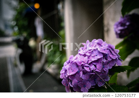 Hydrangea 120753177