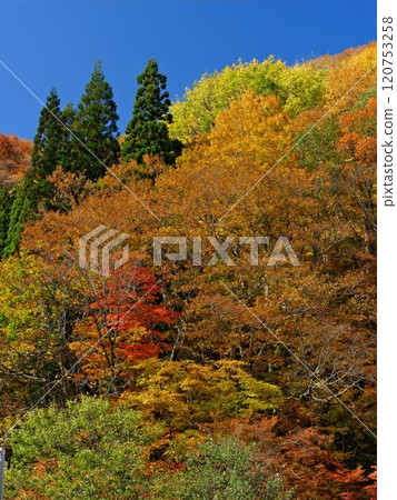 The yellow leaves on the Akiyama forest road leading to Akiyamago stand out against the blue sky. The yellow leaves on the Akiyama forest road leading to Akiyamago stand out against the blue sky. 120753258
