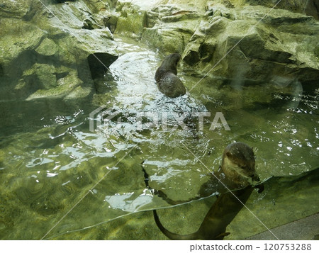 An otter peeking out An otter peeking out 120753288