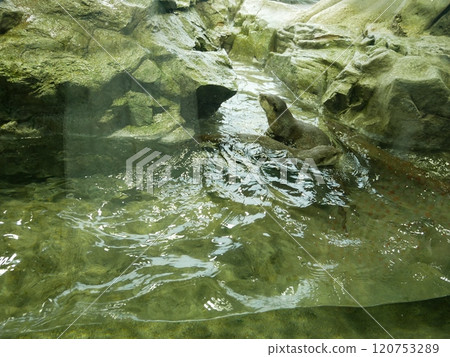 Cute profile of an otter 120753289