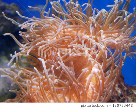 beautiful sea anemone 120753448