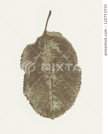 Single monochrome tree leaf on a white background 120753550